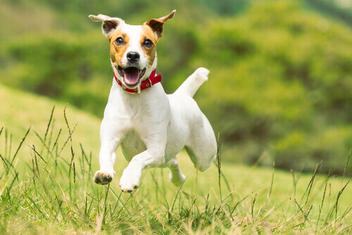 Cão da raça Jack Russell Terrier correndo na grama