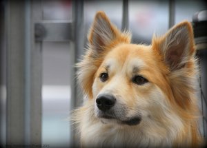 Como se deve limpar os ouvidos dos cachorros?