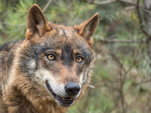 O lobo-ibérico está em perigo de extinção