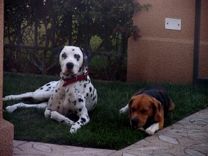 A importância de manter a casa sem pulgas