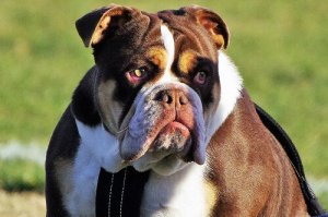 Quanto custa manter o seu cachorro?