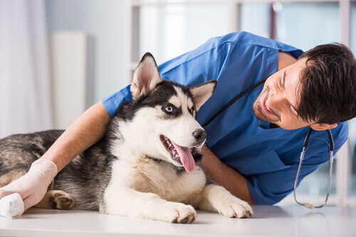cão e veterinário