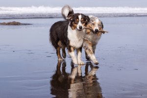 Cães, melhor dois do que um?