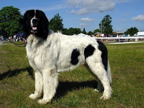 Cão molosso preto e branco