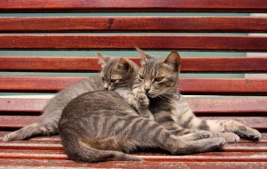 Qual é o momento da castração? Ela é recomendável?