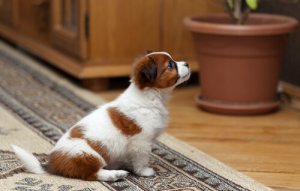 Animal de estimação morando de aluguel