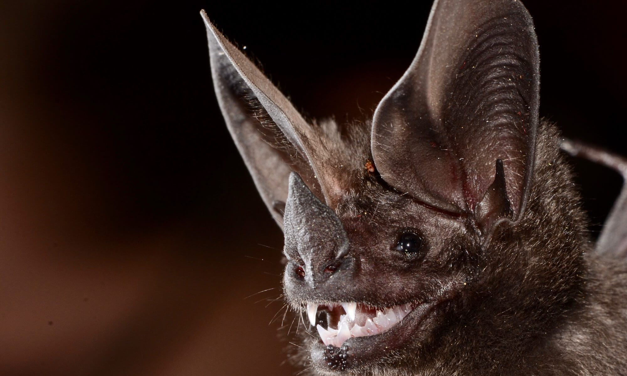 Morcego orelha de funil