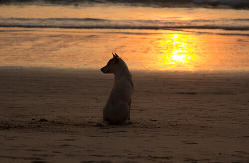 Cão na praia durante o pôr do sol