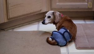 Mulher cuida de 30 cães abandonados e idosos