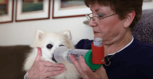Sher Polvinale nebulizando um cão idoso
