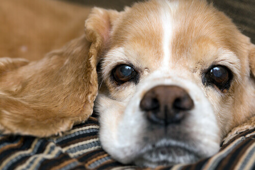Cachorro com nariz seco branco e marrom