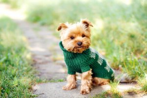 Nomes para cães de pequeno porte