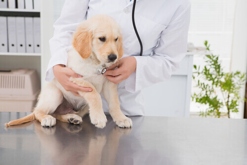 Como escolher o veterinário ideal para o seu bicho de estimação