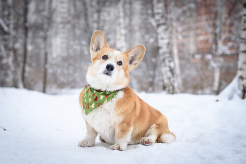 Cão da raça Corgi na neve, com bandana no pescoço