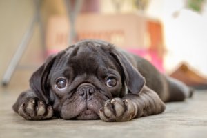 Parvovirose canina