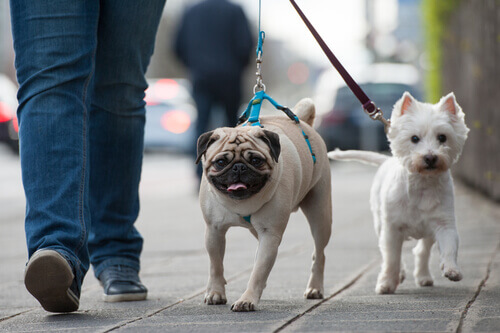 Pug e cachorro branco passeando na coleira pela rua