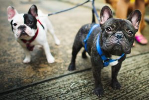 O que é o pedigree do cachorro?