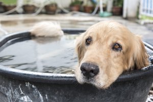 Como cuidar de nossos animais de estimação no verão