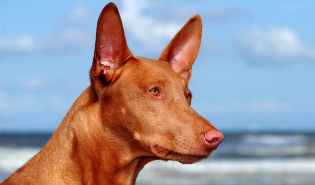 Pharaoh Hound