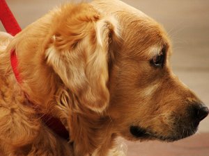 Picadas de pulga: remédios caseiros