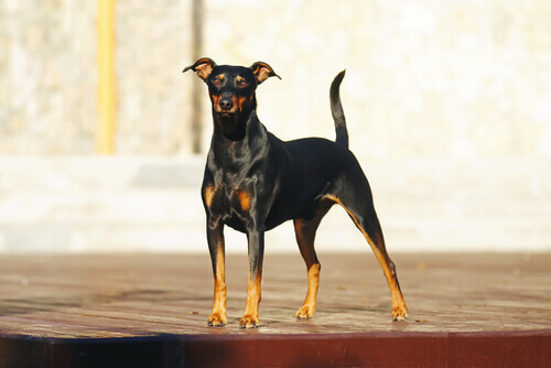 Cão da raça Pinscher preto