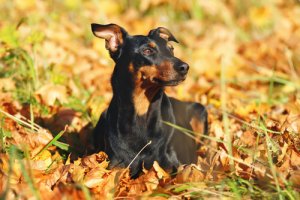 Pinscher: tudo sobre a raça