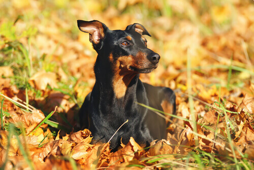 Pinscher: tudo sobre a raÃ§a