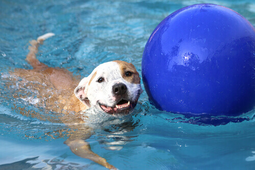 Cão brincando com bola numa piscina