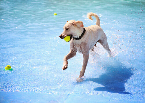 Cão com uma bola na boca, brincando na piscina