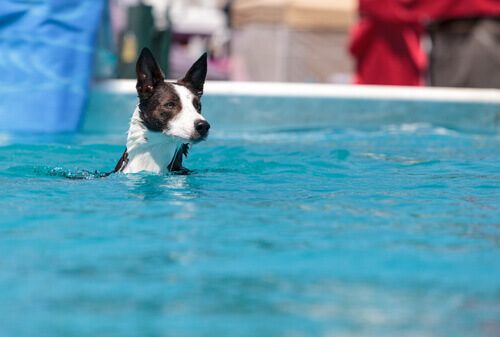 Existem piscinas para cães?