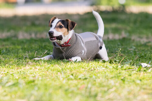 Prevenir o frio nos cães: cuidados e conselhos