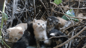 Projeto CES: Captura, Esterilização, Soltura