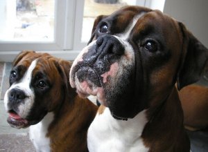 Raças de cães alemães