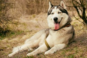 Por que existem raças de cães caras?