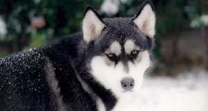 As raças de cães mais antigas