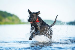 As raças de cachorro mais "atletas"