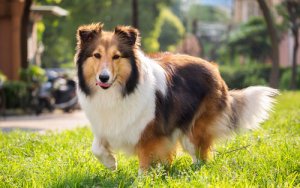 As 7 raças de cachorro mais independentes