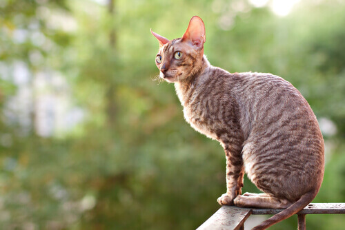 gato cornish rex