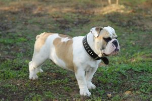 As 8 raças de cachorro mais caras