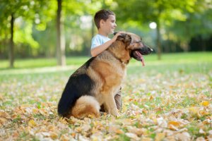 Quais são as raças de cachorro mais carinhosas?
