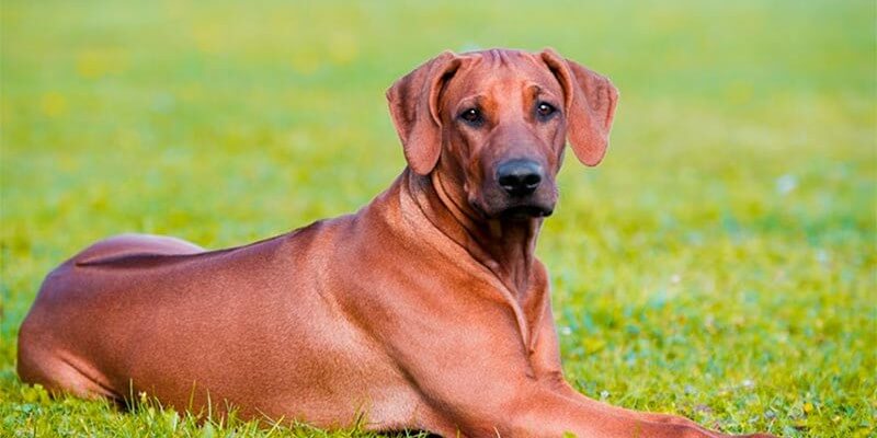 Cão crestado rodesiano