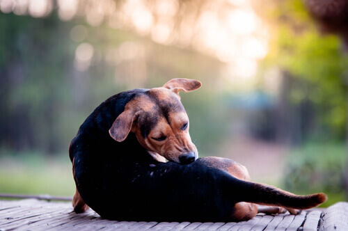 Como a sarna afeta os cães Como a sarna afeta os cães