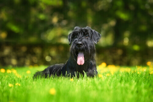 Schnauzer preto de língua pra fora na grama