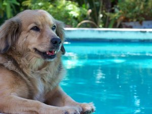 Conselhos para se banhar na piscina com seu cão
