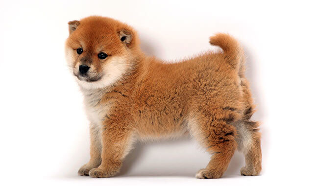 Filhote de Shiba Inu