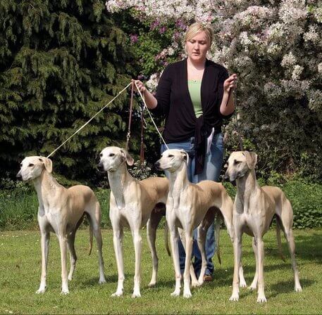 Cães da raça Sloughi