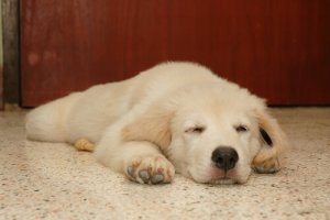 Como são os sonhos dos cachorros? Devo acordá-lo?