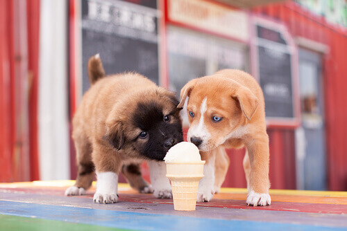 Dois filhotes de cão tomando sorvete