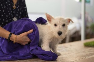 Como tirar os carrapatos do seu cachorro?