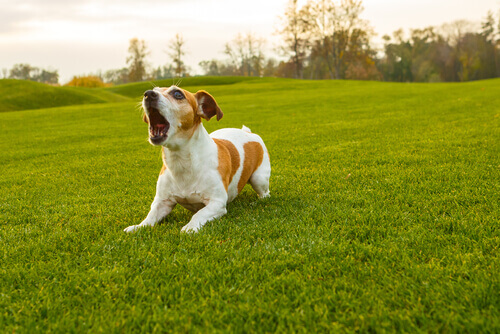 Cachorro branco e marrom latindo no campo